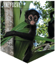 Charger l'image dans la galerie, Nos poches pour t-shirts ou chandails